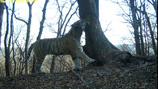Тигр Тихон, Видео Фотоловушки Земля Леопарда