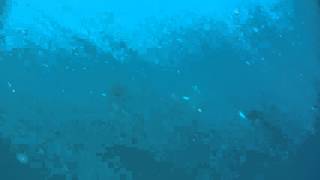 Maldives - Manta Rays - Dharanboodhoo November 201