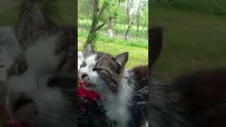 Günlerce Eve Gelmeyen Kedimiz Geri Döndü