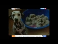 Видео Возьмите щенят, иначе их утопят - АРХИВ ТВ от 9.06.15, Россия-1