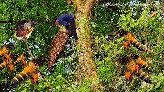 Boldly catching bees on high. bamboo shoots harvest. build life. mountain life (