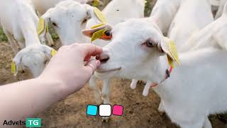 Adve Liv The Right Choice For Farm Animals