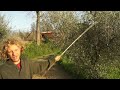 Botanica - Potatura dell' olivo (alla roventina)