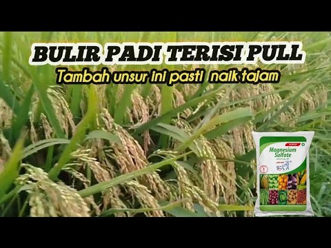 CARA BOBOT PANEN PADI NAIK TAJAM ‼️
