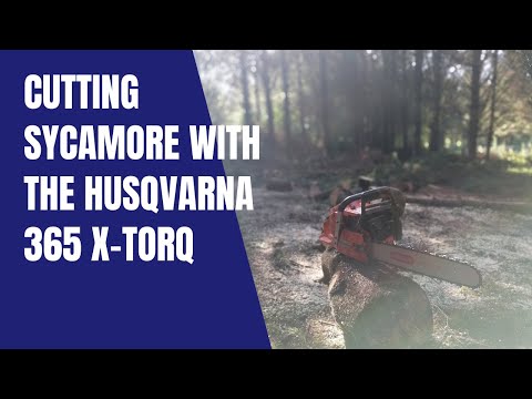 Cutting sycamore with the Husqvarna 365 X-Torq