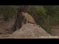 mongoose