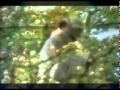 CANTOS ADVENTISTAS (AL SON DEL COCODR... CANTOS ADVENTISTAS (AL SON DEL COCODR...