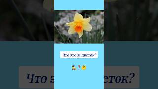 Как Называется Этот Цветок? 🤔 #Вопросы #Цветы #Эрудиция #Эрудитплюс