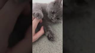 Kucing - Cat - 猫 - 7