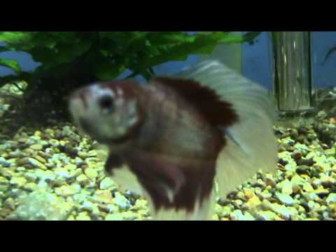 tropical fish sale