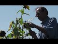 Видео Harvesting Sunflower Seeds