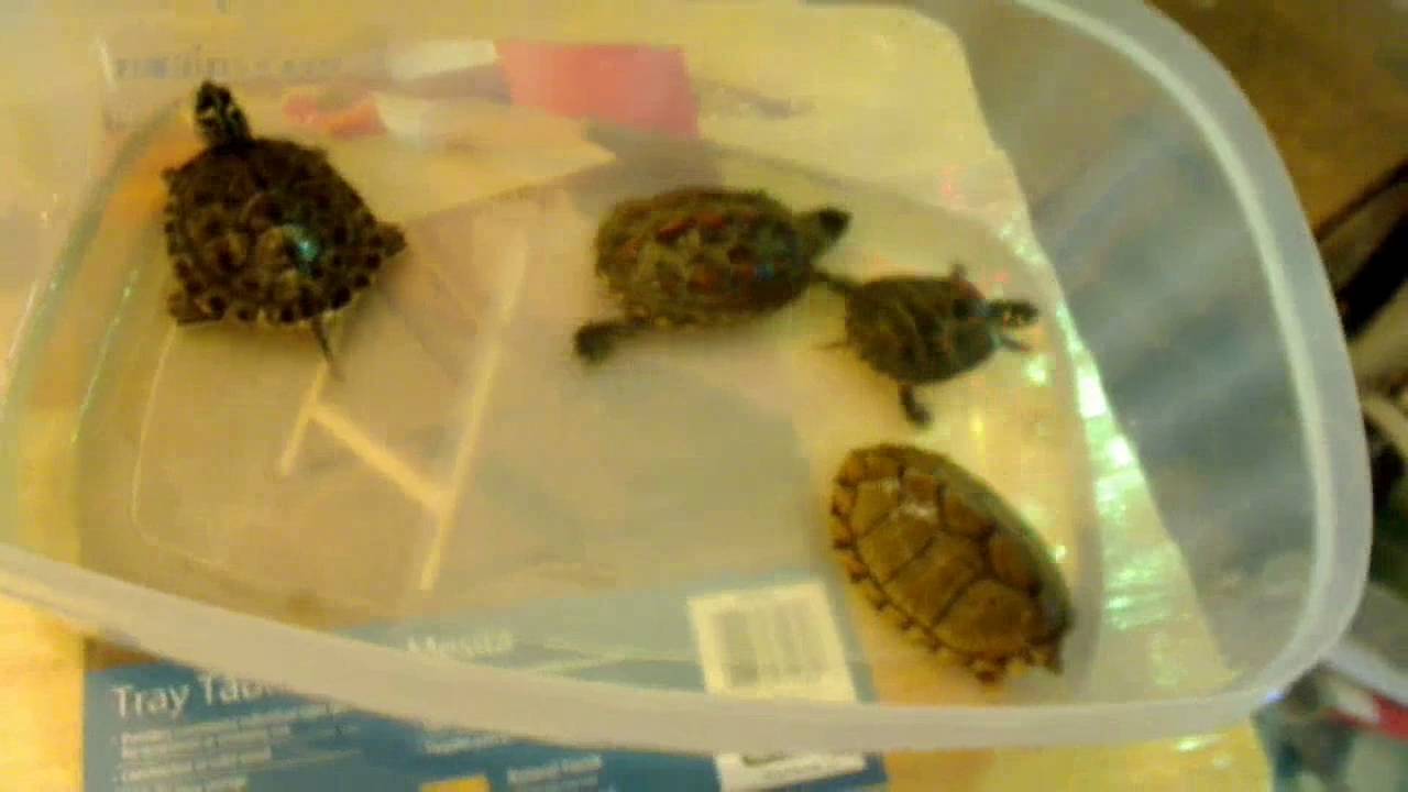 Before you buy a turtle watch this video! - YouTube