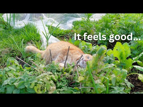 Vlog 82: Life in the countryside with cats. I was wondering why the catnip collapsed (日本語CC) Vlog 82: Life in the countryside with cats. I was wondering why the catnip collapsed (日本語CC)