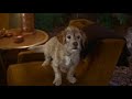 Anchorman The Legend Of Ron Burgundy 2004 Full Baxter Scene ...