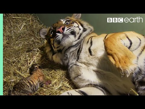 Birth of Twin Tiger Cubs - Tigers About The House - BBC