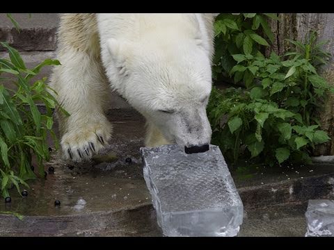 氷をプールに投げるホッキョクグマ~Polar Bear throws out ice to the pool