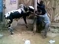 Baba S Dangerous Bull Qurbani 2011 Animals images Baba S Dangerous Bull Qurbani 2011 Animals