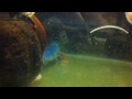 Blue pearl 1 claw feeding