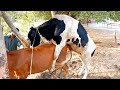 Beautiful cow mating first time video