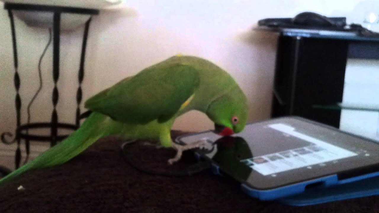Indian ringneck parrot talking - YouTube