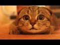 ホラー映画を見ている猫が超かわいい　Super cute cat watching a horr...