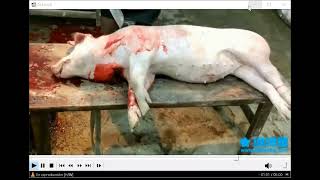 Women After Slaughtering 3 Pigs