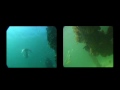videos de sirenas reales