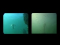 videos de sirenas reales