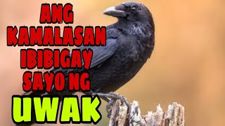 Ang Kamalasang Ibibi Sayo Ng Uwak Gio And Gwen Luck And Money Channel