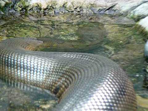 World's Largest Anaconda.