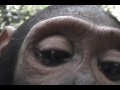 Save Vanishing Species: Great Apes