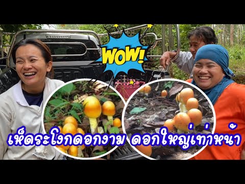 ป้าดดด‼️ เห็ดระโงกดอกงามดอกใหญ่เท่าหน้า
