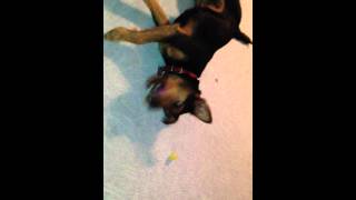 Dog With Gs - German Hunting Dog - Emma