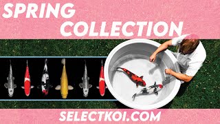 Koi Hunting Spring Koi Collection 2021