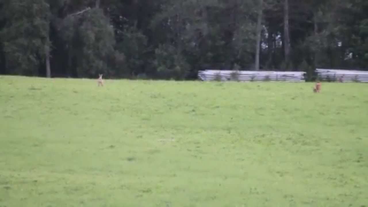 skjuts skjuts