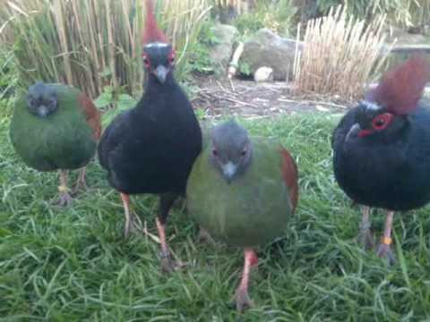 Roul Roul partridge family - YouTube