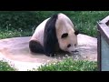 Sad panda: Depressed bear gets a TV