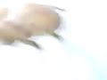 ragno