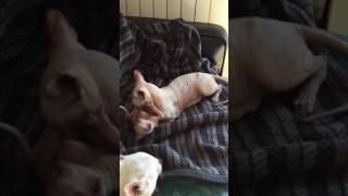 Butterflies SPHYNX Cat www.sphynx.tv