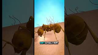 What Really Happens When An Ant Bites You