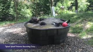 Black Bear Taking A Bath Will Make Your Day