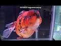[ゼブラオランダ]第28回日本観賞魚フェア 親魚の部 準優勝