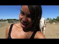 horse