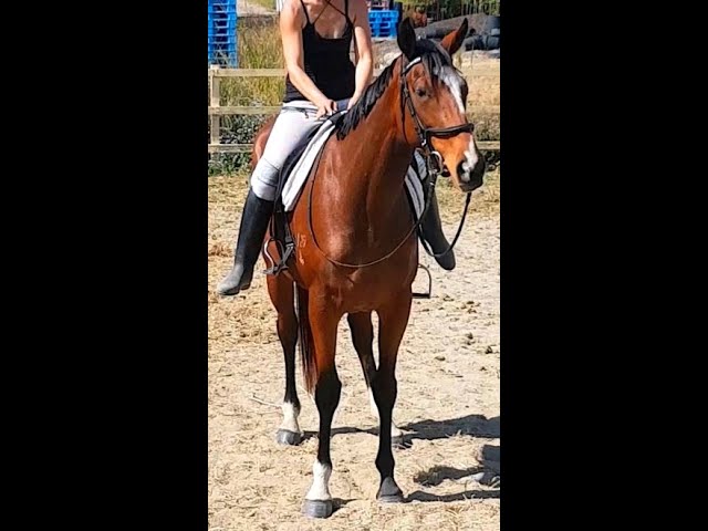 GOLDY MOUNTING AND DISMOUNTING UNHELD, LARGE OPEN ARENA