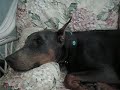 Luther Doberman Head Tremor/Bobbling Syndrome