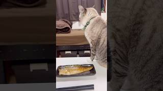 【空腹】サバの塩焼きを狙う猫 #ねこチャック #猫 #Cat