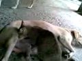 Dog breastfeeding Cat
