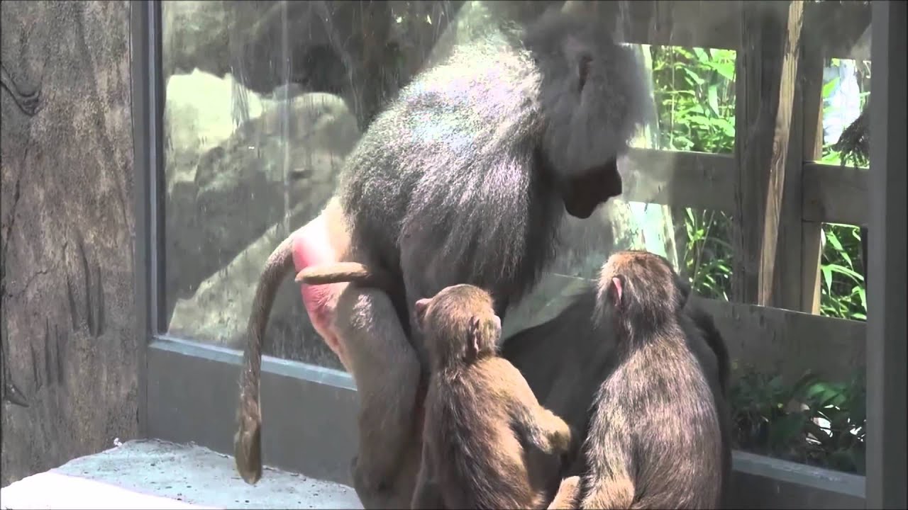 Ручная обезьянка - порно фото