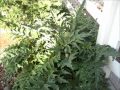 A Look at My Artichoke Plants - An Easy Perennial