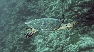201 Sea Turtle Maldives